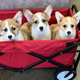 Pembroke Welsh Corgi Puppies from Two Roses Ranch Corgis