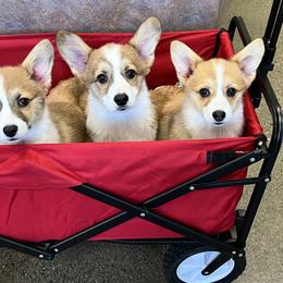 Pembroke Welsh Corgi Puppies from Two Roses Ranch Corgis