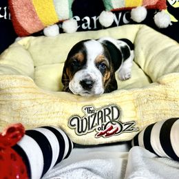 GA-LINDA - Black brown and white Basset Hound puppy in Bremerton, Washington from Over the Rainbow Basset Hounds