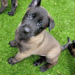 Alduin - Mahogany male Belgian Malinois puppy in Sanger, Texas from Faubion Malinois