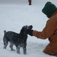 Spanish Water Dogs from O'Reilly Kennels