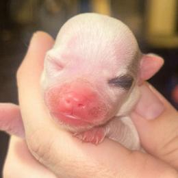 Tempest - Black sabled fawn male Chihuahua puppy in New Castle, Delaware from Sasha’s Elite Kennel LLC