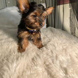 Yorkshire Terrier Puppies from Cutest AKC AZ Yorkies