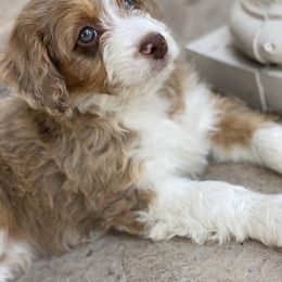 Aussiedoodle Puppies from Crystal Ridge Doodles