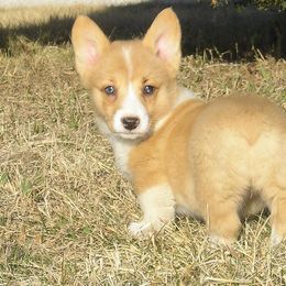 Pembroke Welsh Corgi and American Corgi Puppies from Vintage Corgis