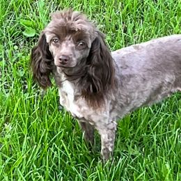 Gretchen - Poodle