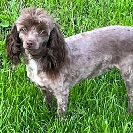 Gretchen - Poodle