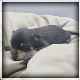 Kipper - Black and silver male Miniature Schnauzer puppy in Saratoga Springs, Utah from Happy Beard Schnauzers