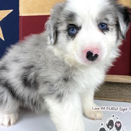 Maltese, Miniature Australian Shepherds, Poodles, Shih Tzus, Toy Australian Shepherds, and Yorkshire Terriers from Love At FURst Sight TX Kiss My Aussie
