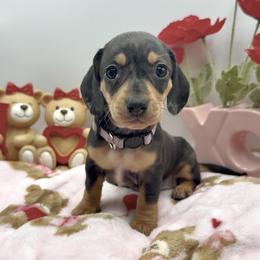 Purple - Dapple female Dachshund puppy in Goodyear, Arizona from AZ Royal Doxies llc