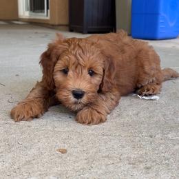 Crush - Red male Australian Labradoodle puppy in Roseville, California from Darby Park Doodles