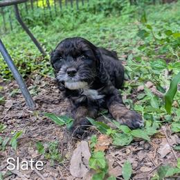 Slate - Black and white male Cockapoo puppy in Sunset, Louisiana from Cano Cockapoos