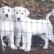 Akbashes from Lost Creek Livestock Farm