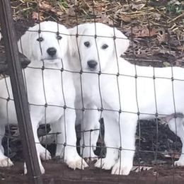 Akbashes from Lost Creek Livestock Farm
