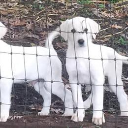 Akbashes from Lost Creek Livestock Farm