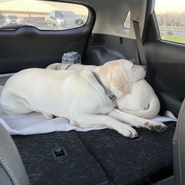 Labrador Retriever Puppies from Bella Frieda Farm Labrador Retrievers