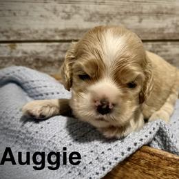 Auggie - Buff and white male Cocker Spaniel puppy in West Plains, Missouri from Ozark Haven Farm