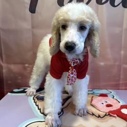 Zane - Parti male Poodle puppy in Mobile, Alabama from Semmy’s Standard Poodle LLC
