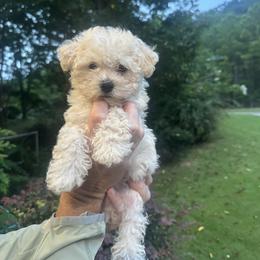 Gus - Champagne male Maltipoo puppy in Birmingham, Alabama from Cuddles and fluff