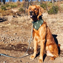 Hank - Golden Retriever