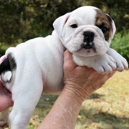 Bulldog Puppies from Jodi's Bulldogs