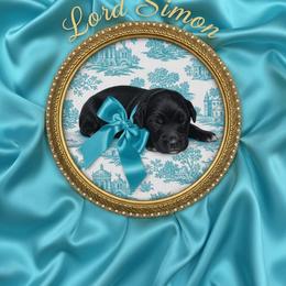 Lord Simon - Phantom male Goldendoodle puppy in Moncks Corner, South Carolina from Sweetgrass Goldendoodles of Moncks Corner