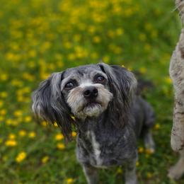 Zuzu - Silver female Havanese puppy in Barren Springs, Virginia from Seeking Shalom Acres Maltese, Maltipoos & Havamalts