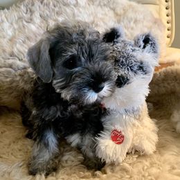 Miniature Schnauzer Puppies from Riversong Miniature Schnauzers