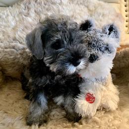 Miniature Schnauzer Puppies from Riversong Miniature Schnauzers