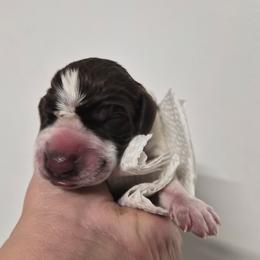 Lincoln - White and chestnut male Bracco Italiano puppy in Silver Summit, Utah from Snow Peak Kennel