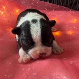 Boston Terrier puppies from Witselle Bostons