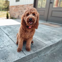 Gracie - Goldendoodle