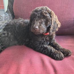 Denali -red collar - Brown female Bernedoodle puppy in Aurora, Colorado from Simply Amazing Doodles