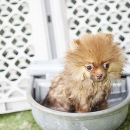 Pomeranian Puppies from Abbapoola Poms