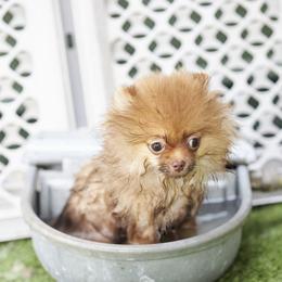 Pomeranian Puppies from Abbapoola Poms