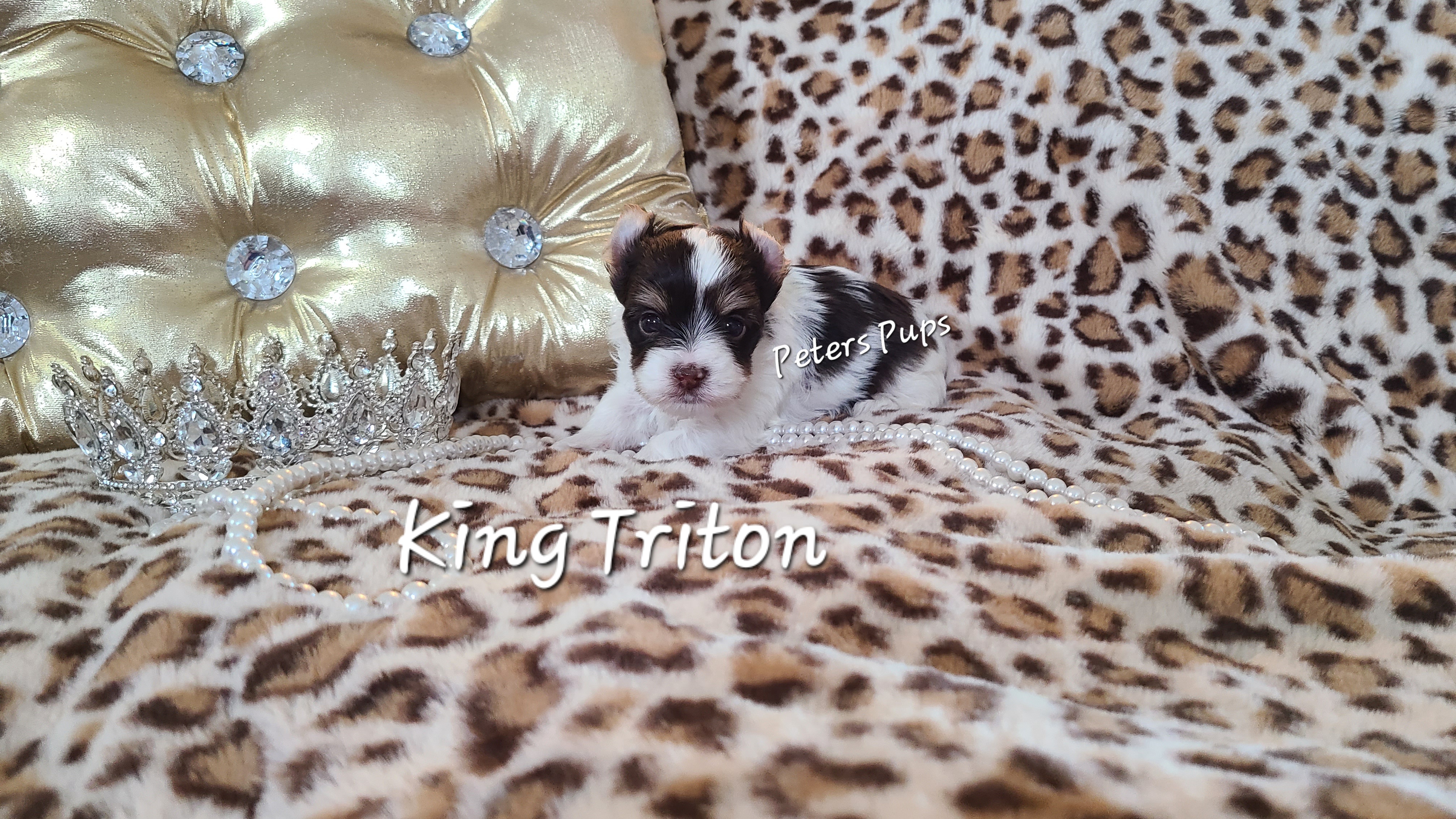 Yorkshire Terrier Puppies from Peters Pups Yorkshire Terriers
