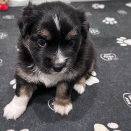 Pink collar girl - Black tri female Miniature Australian Shepherd puppy in Flat Rock, Alabama from Fluffy Butt Acres