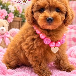 Ruby AKC - Red  female Poodle puppy in Cooper City, Florida from Jenny La Bone