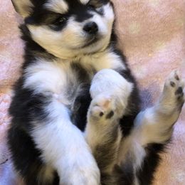 Pomsky and Siberian Husky Puppies from Cold Mountain Kennel