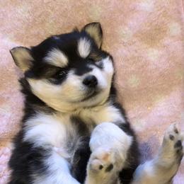 Pomsky and Siberian Husky Puppies from Cold Mountain Kennel