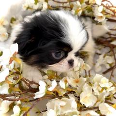 Birdie - Black tan and white female Japanese Chin puppy in Davisville, Missouri from Uniquely Yours, Shelly’s Japanese Chins