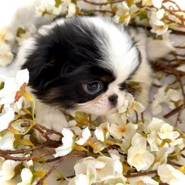 Birdie - Black tan and white female Japanese Chin puppy in Davisville, Missouri from Uniquely Yours, Shelly’s Japanese Chins