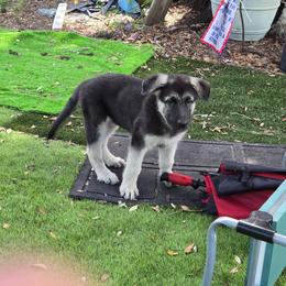 Burgundy Boy - Black and silver male Shiloh Shepherd puppy in Dover, Florida from Heritage Shilohs