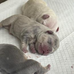 Lilac Merle with Tan Points - Tricolors male French Bulldog puppy in Grafton, Ohio from K&J Frenchies