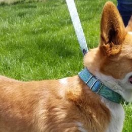 Australian Shepherds and Pembroke Welsh Corgis from Geri McDaniel