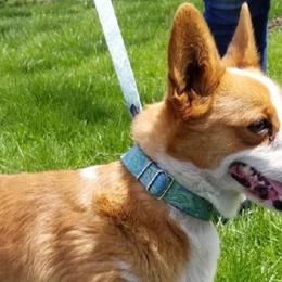 Australian Shepherds and Pembroke Welsh Corgis from Geri McDaniel