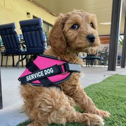 Cavapoo Puppies from Cedar Sprout Puppies