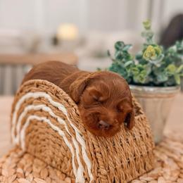 Thelma - Red  female Goldendoodle puppy in Iola, Texas from Supreme Doodles of Texas
