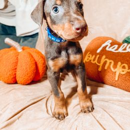 Doberman Pinscher Puppies from World of Dobies