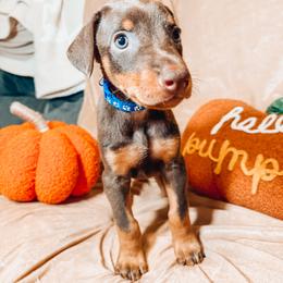 Doberman Pinscher Puppies from World of Dobies
